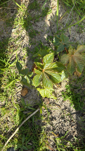 Castor Bean (Ricinus communis)