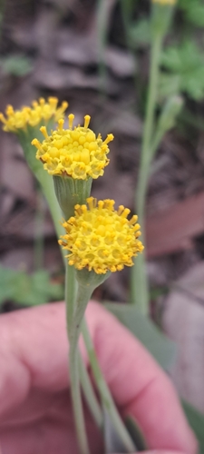 Clambering Babooncabbage (Othonna undulosa)