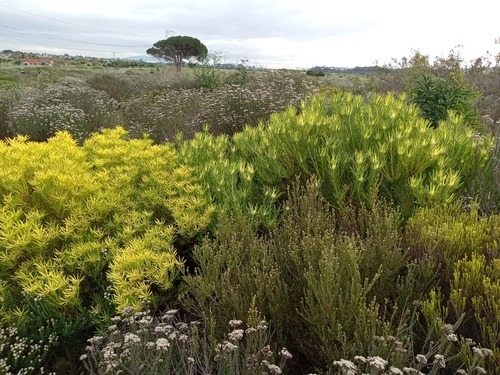 Common Sunshine Conebush (Leucadendron salignum)