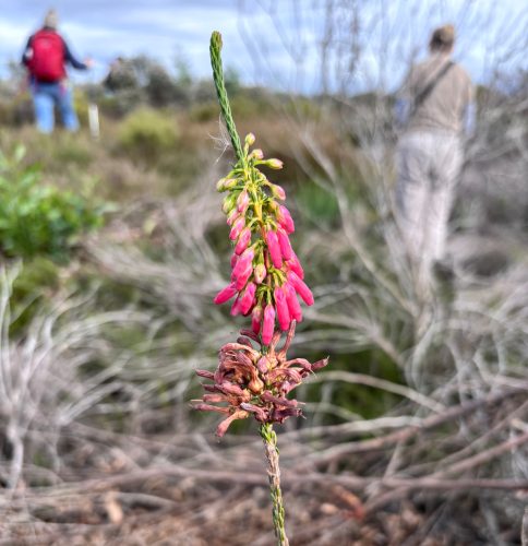 Ninepin Heath (Erica Mammosa)
