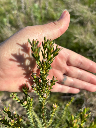 Lineleaf Conebush (Leucadendron linifolium)