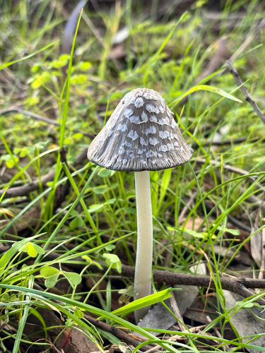 Magpie Inkcap (Coprinopsis picacea)