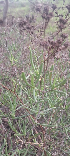 Showoff Tentfig (Ruschia tumidula)