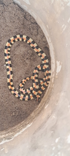 Spotted Harlequin Snake (Homoroselaps lacteus)