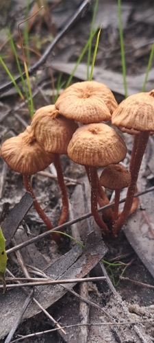Twisted Deceiver (Laccaria tortilis)