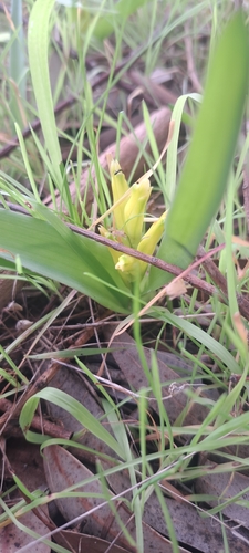 Yellow Soldier Viooltjie (Lachenalia reflexa)