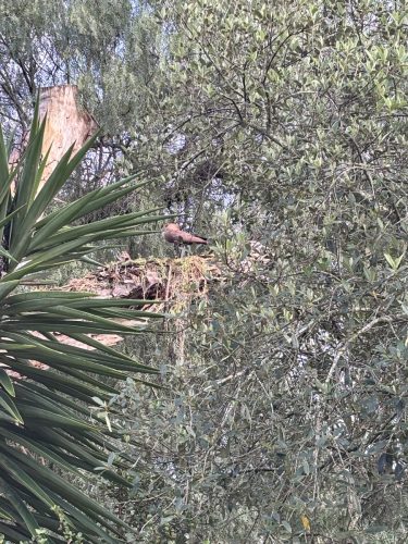 Hamerkop in nest